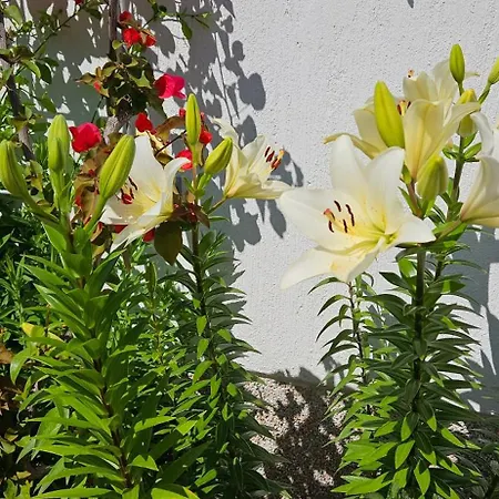 Sea View Laguna 63,65 Apartment Izola