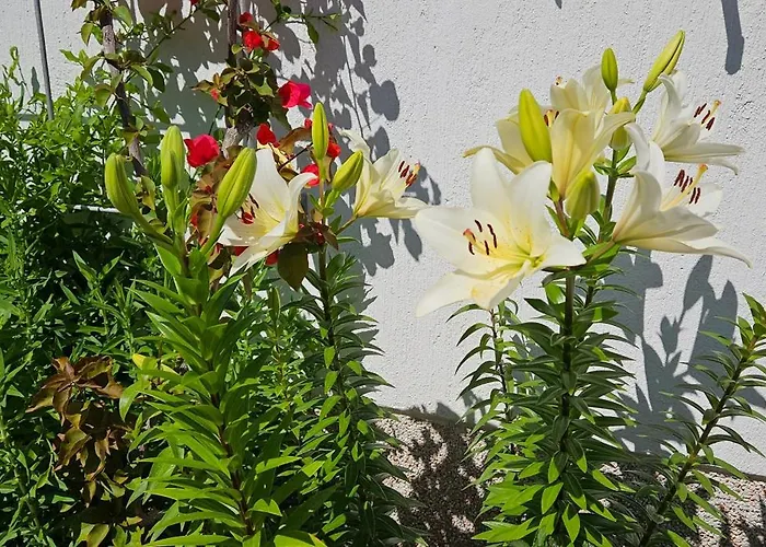 Sea View Laguna 63,65 アパート イゾラ